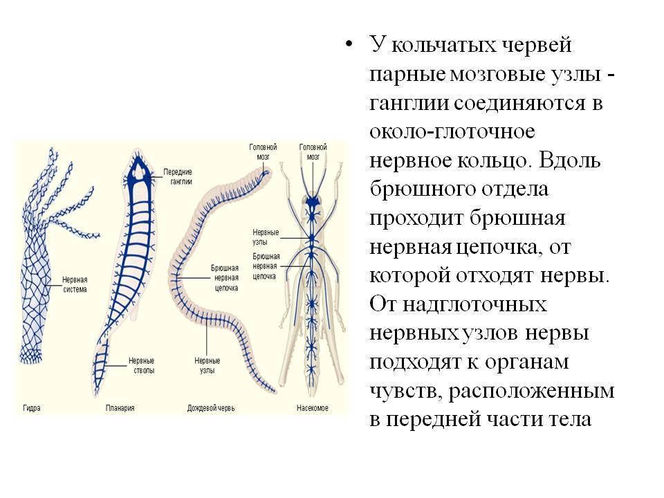 Кракен са